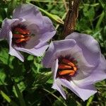 Eustoma exaltatum Cvet