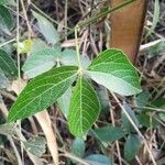 Dalechampia scandens Blatt