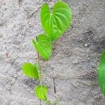 Dioscorea villosa Blatt