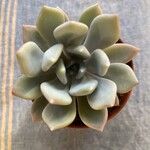 Echeveria laui Blatt