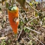 Kedrostis leloja Fruit