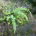 Asplenium trichomanes-ramosum অভ্যাস