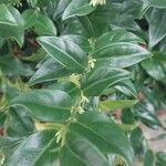 Sarcococca hookeriana Leaf