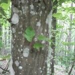 Fagus grandifolia Bark