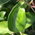 Jasminum laurifolium Blad