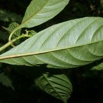 Hoffmannia psychotriifolia Leaf