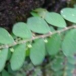 Phyllanthus tenellus Feuille