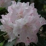 Rhododendron vernicosum Квітка