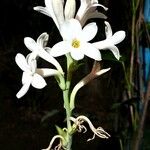 Polianthes tuberosa Flower