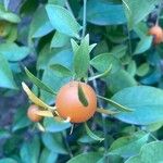 Pereskia aculeata Fruit