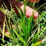 Carex digitata Листок