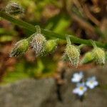 Myosotis arvensis Blomst