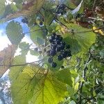 Vitis vulpinaΦρούτο