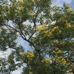 Cassia abbreviata 整株植物