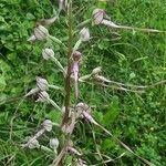 Himantoglossum adriaticum Flower