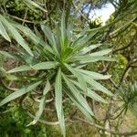 Echium giganteum Muu
