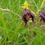 Aquilegia atrata Λουλούδι