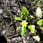 Ranunculus ophioglossifolius 葉