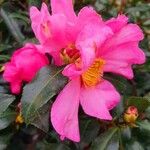 Camellia sasanqua Flor