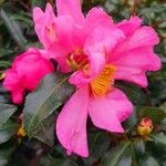 Camellia sasanquaFlower