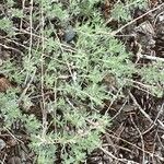 Artemisia frigida Blatt