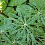 Syneilesis aconitifolia Hoja