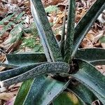 Gasteria croucheri Hoja