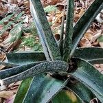 Gasteria croucheri