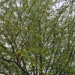 Salix triandra Hábito