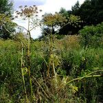 Heracleum mantegazzianum Floare