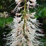 Aesculus parviflora Λουλούδι