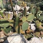 Opuntia aciculata List