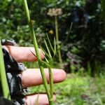 Oxypolis occidentalis Habitus