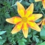 Bidens triplinervia Lorea