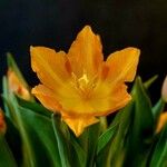 Tulipa gesneriana Lorea
