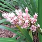 Helmholtzia glaberrima 花