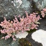 Sedum dasyphyllumFlor