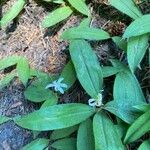 Clintonia unifloraFlower