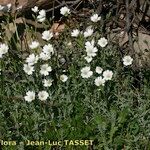 Cerastium gibraltaricum Hábito