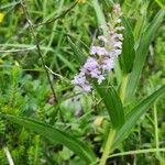 Gymnadenia odoratissimaFlower