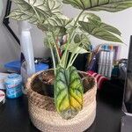 Alocasia baginda Лист