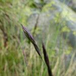 Festuca lemanii Flower