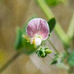 Acmispon americanus Fleur