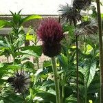 Cirsium rivulare Fula