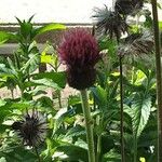 Cirsium rivulare Flower