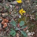 Hieracium glaucinum Habit