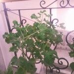 Pelargonium graveolens Folha