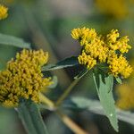 Flaveria bidentis Flower