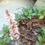 Polygonum cognatum Flower