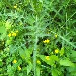 Cirsium palustre Leaf